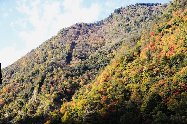 四川小眾紅葉秘境一藏在山裡的扒昔加古寨。