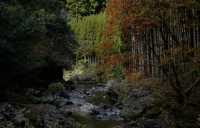 京都徒步｜關西紅葉 東海自然步道。