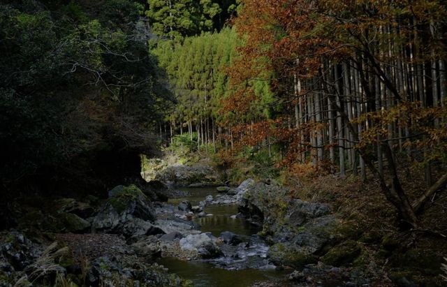 京都徒步｜關西紅葉 東海自然步道。