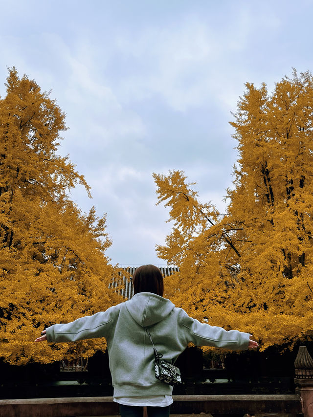 崇州｜人間滿目皆清歡。