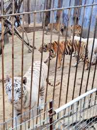 青島森林野生動物世界的遊玩攻略來啦。。