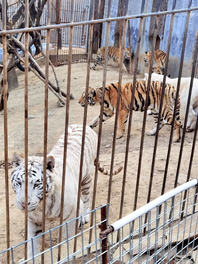 青島森林野生動物世界的遊玩攻略來啦。。