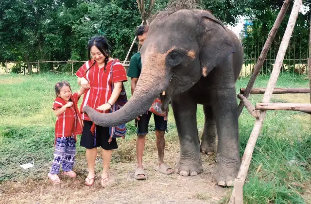 Phuket Elephant Conservation Interaction | A Soul-Stirring Journey
