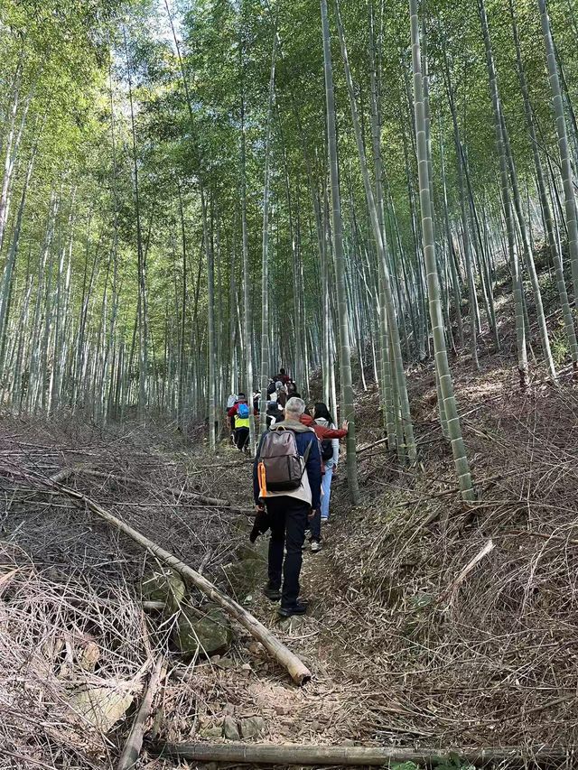 周末徒步｜觀賞1,500年的銀杏皇后~。