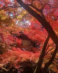 永观堂&南禅寺｜天授庵