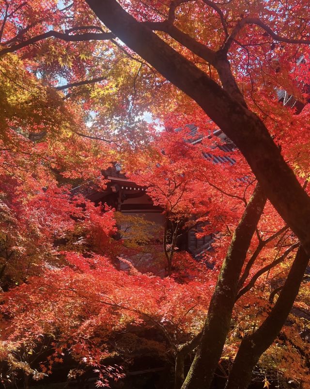 永观堂&南禅寺｜天授庵