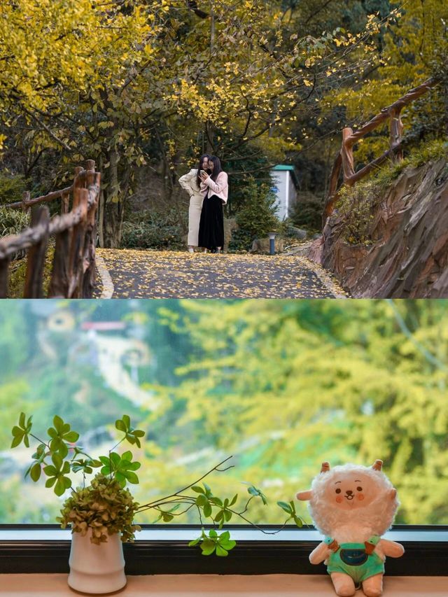 江西小眾旅行地  住進百年銀杏古村落。