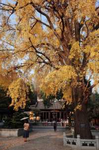 蘇州上方山森林公園