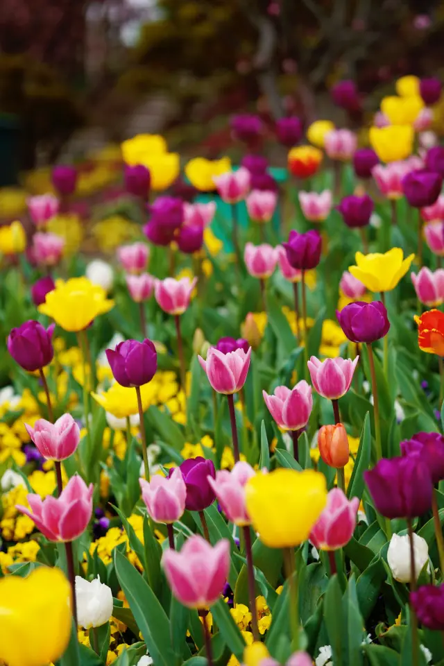 마법의 도시 꽃 구경|첸산 튤립—봄의 미모 담당