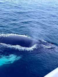 Sri Lanka Whale Shark Adventure