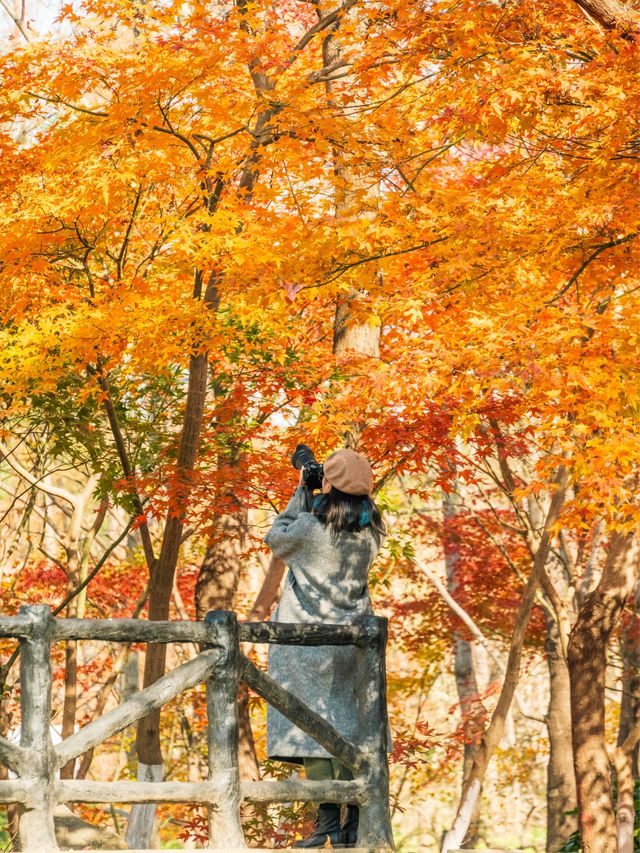 後來我逢人便說上海共青公園有多美