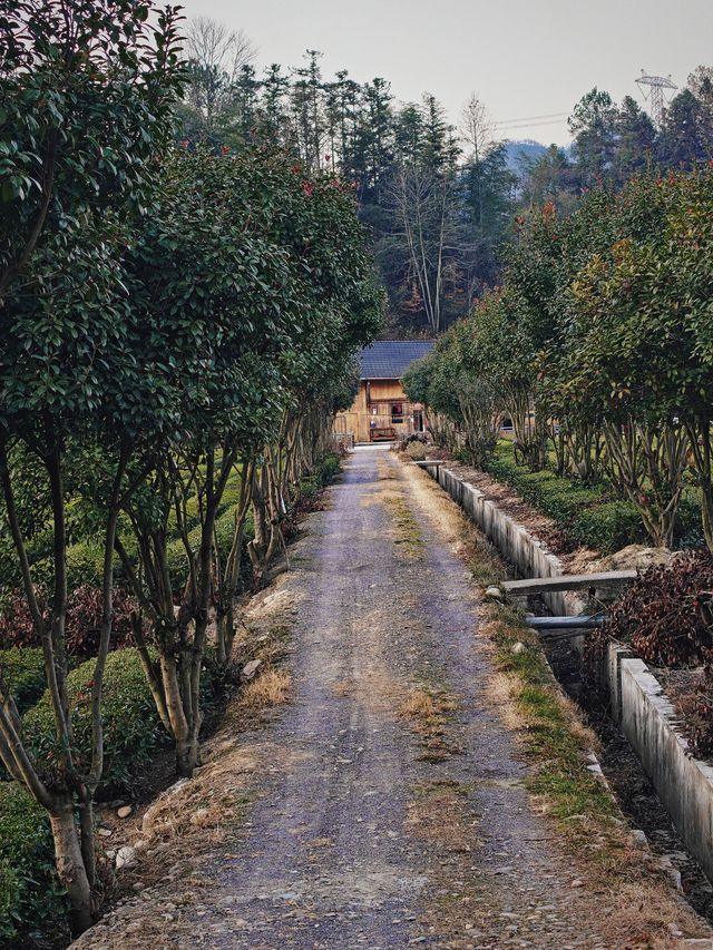官庄·辰龍關‖一大片寧靜怡人的茶園基地