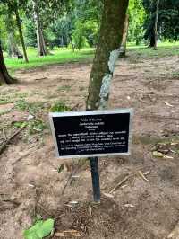 Exploring the Royal Botanic Gardens in Kandy, Sri Lanka