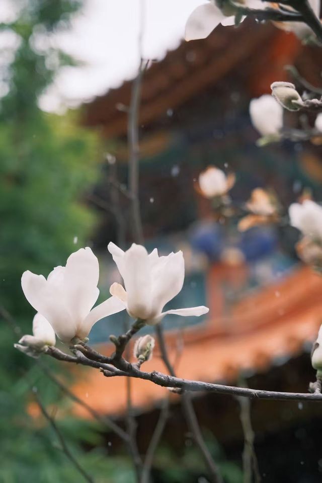 昆明限定雪景圓通禪寺