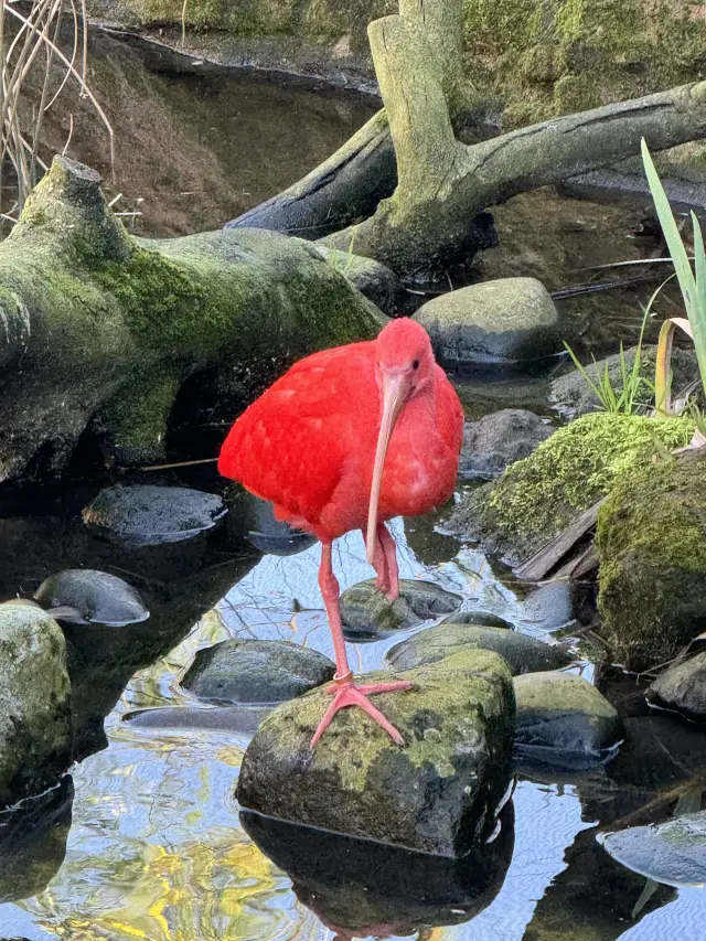 Visit London Zoo in Winter for a Unique Experience