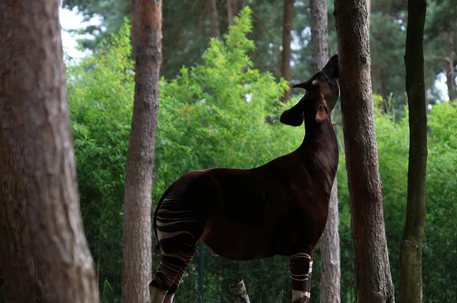荷蘭蒂爾堡貝克塞·貝爾亨野生園｜動物王國的奇妙之旅