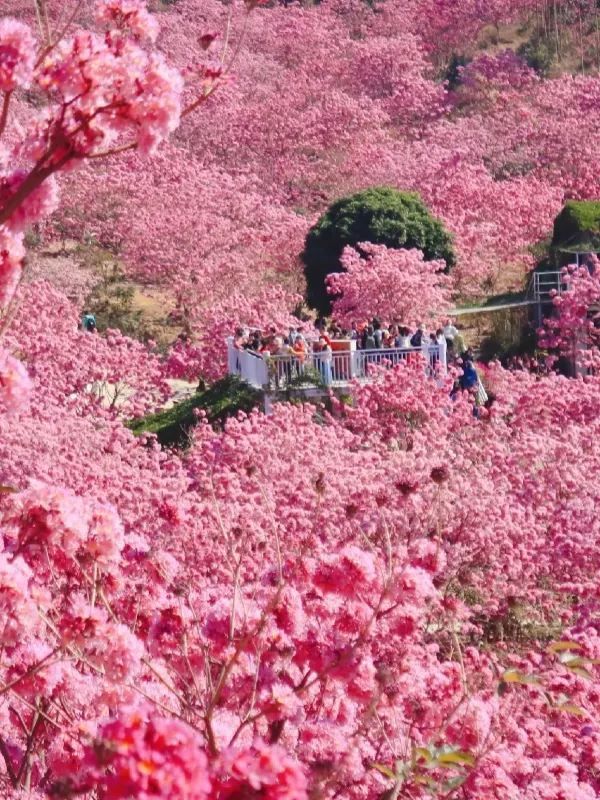 江門綠美生態園：广东最美的粉色花海❗️最佳观赏期❗️