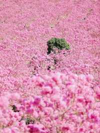 江門綠美生態園🌸漫山遍野风铃花海盛开
