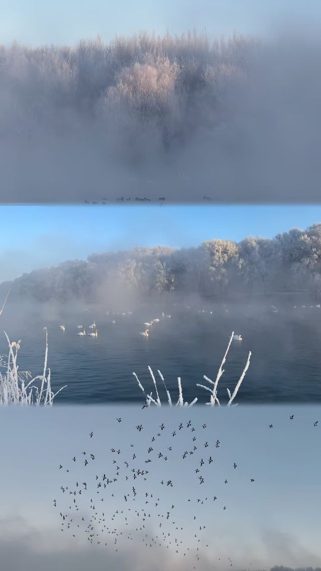 天鵝泉霧凇，一眼萬年的冬日綺夢