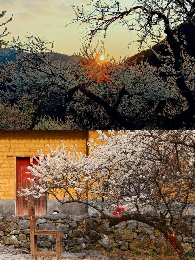 廣東最美的李花來啦丨陽山水浪花谷
