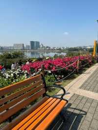 2.15實拍！！立新湖公園月季牆🌸⛲️（春天版～🌸