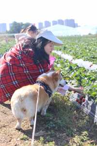 帶娃帶狗的佛山草莓園之旅 可可愛愛