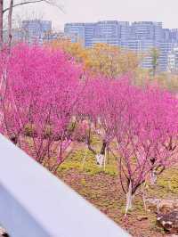 市區出發0.5小時直達,東安湖一大片免費梅林正艷