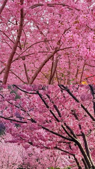 30,000 Cherry Blossoms in Full Bloom in Guangdong