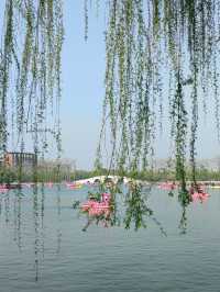 玉淵潭公園｜一場浪漫的春日奔赴