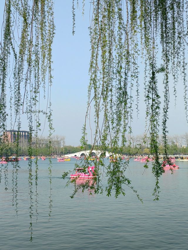 玉淵潭公園｜一場浪漫的春日奔赴