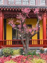 永福庵尋梅記