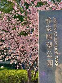 《静安雕塑公園的櫻花盛景》