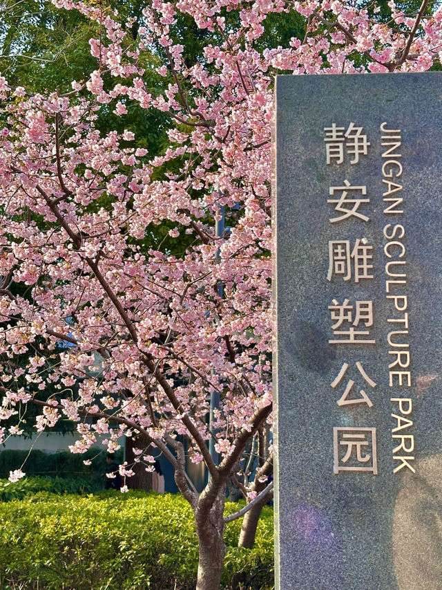 《静安雕塑公園的櫻花盛景》