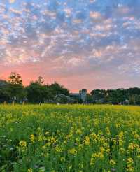 版畫村遇上色彩斑斕的油菜花海，太美太夢幻