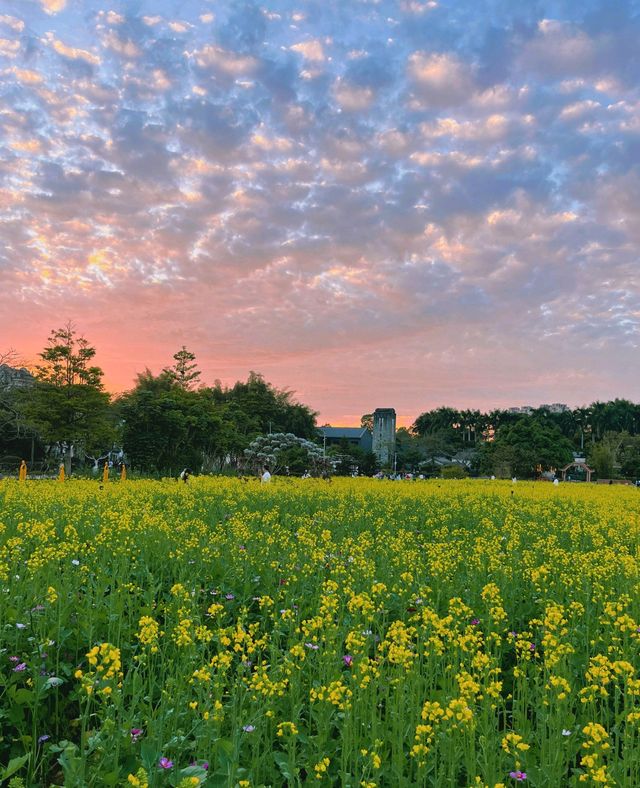 版畫村遇上色彩斑斕的油菜花海，太美太夢幻