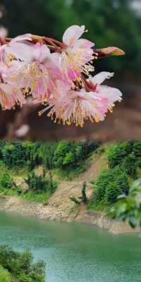 春日遠足攻略：12處綠色療癒之地，啟程上春山！