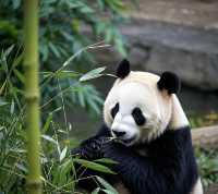 去萊比錫動物園怎麼玩？