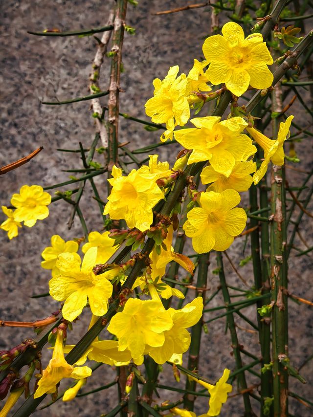 西岸探花記