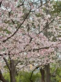長沙春日賞花！！避雷指南｜含淚整理！錯過等一年 