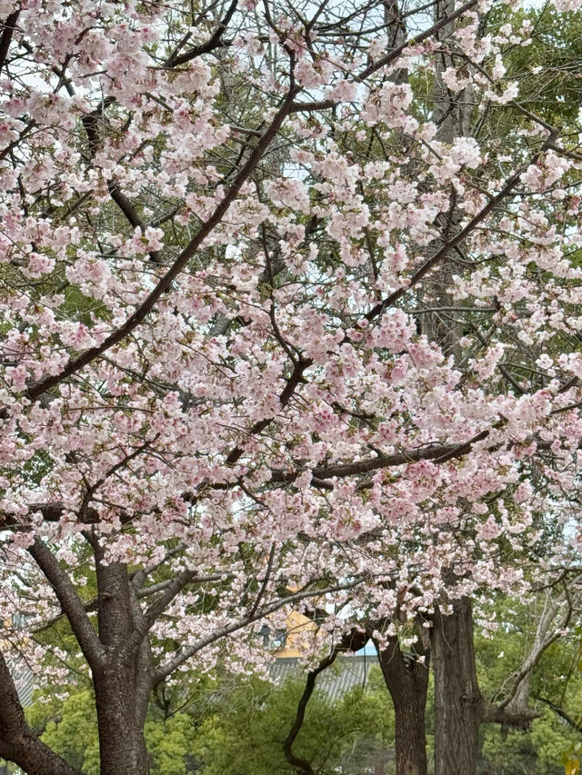 長沙春日賞花！！避雷指南｜含淚整理！錯過等一年 