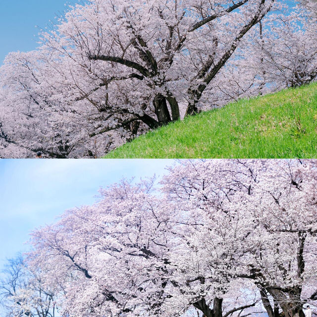 我宣布！！這裡就是春日賞櫻天花板🌸