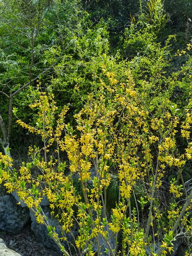 杭州的迎春花已開
