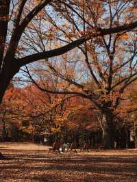 代々木公園での秋の完璧な日々を楽しむ