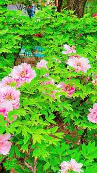 北京賞花全攻略…花王盛宴直接美到心坎了