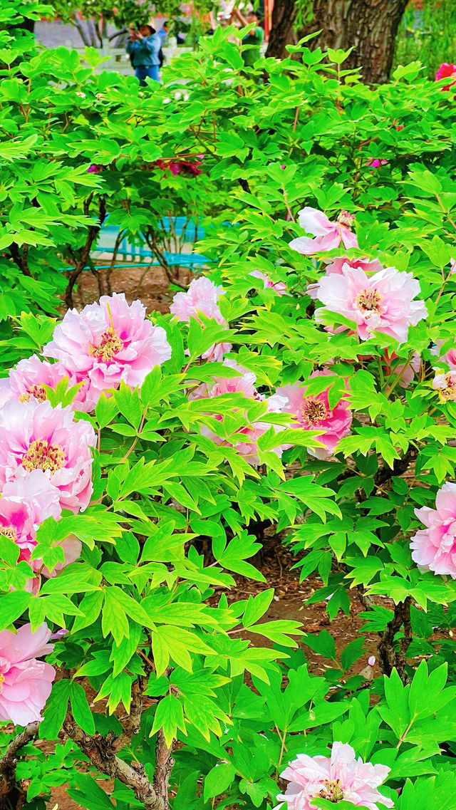 北京賞花全攻略…花王盛宴直接美到心坎了