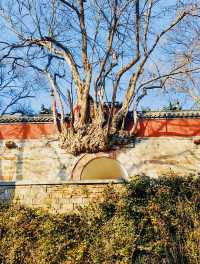 山東濟南，靈巖寺，