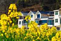 解鎖陝南油菜花海小眾打卡地——水泉坪