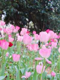 湖南省植物園賞花全攻略，植物園的櫻花開了