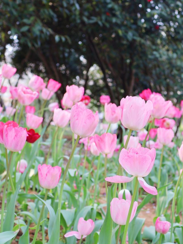 湖南省植物園賞花全攻略，植物園的櫻花開了