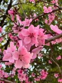 西湖公園踏春聖地